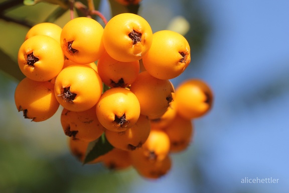 Mittelmeer-Feuerdorn (Pyracantha coccinea)